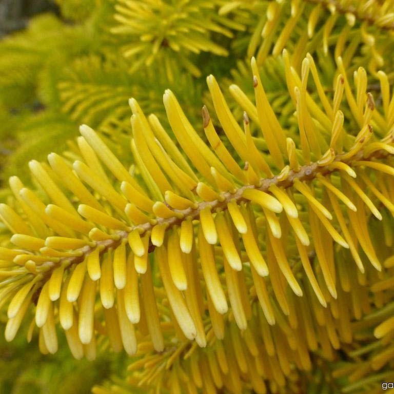 Brad Nordmann  Auriu Golden Spreader (Abies Nordmanniana aurea)