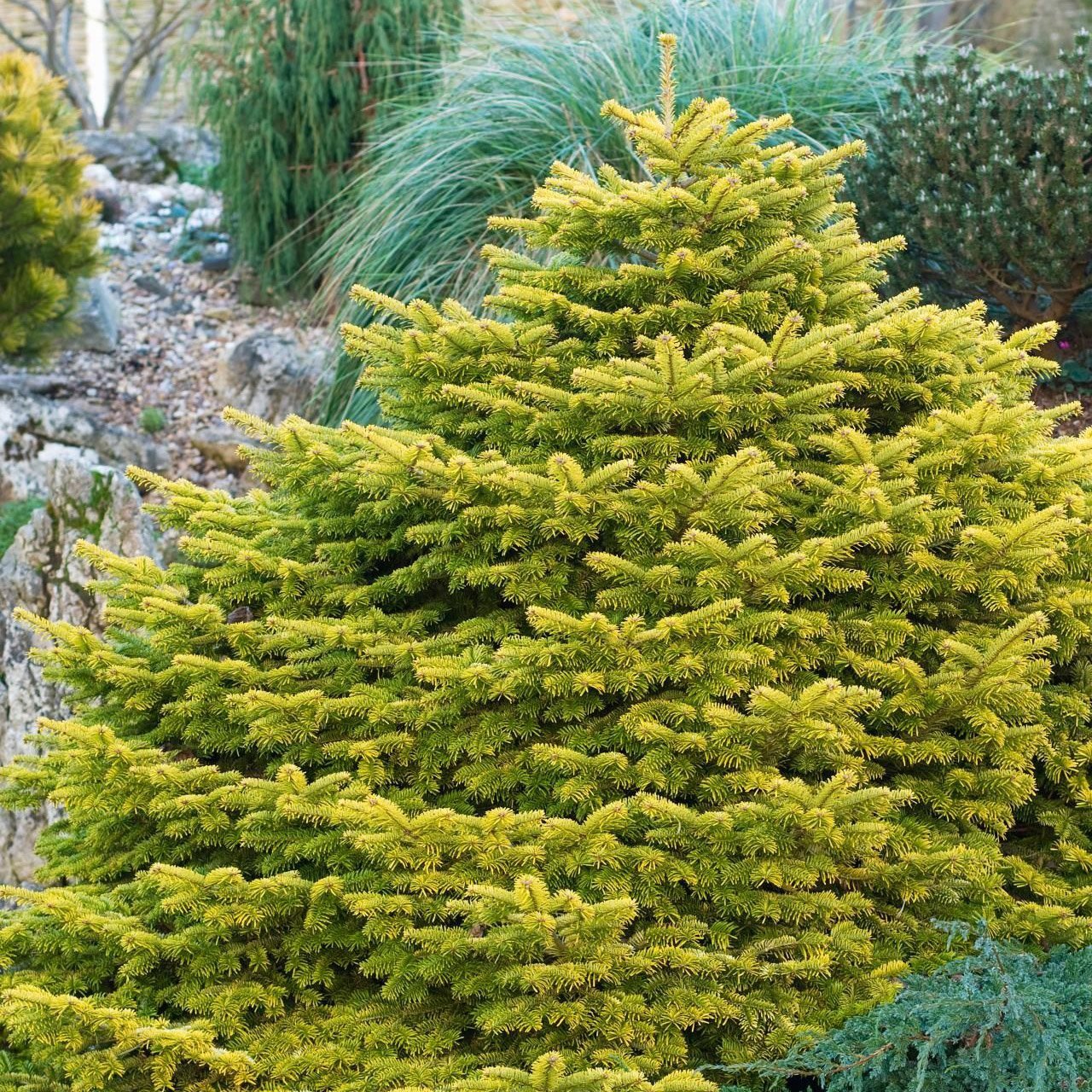 Brad Nordmann  Auriu Golden Spreader (Abies Nordmanniana aurea)