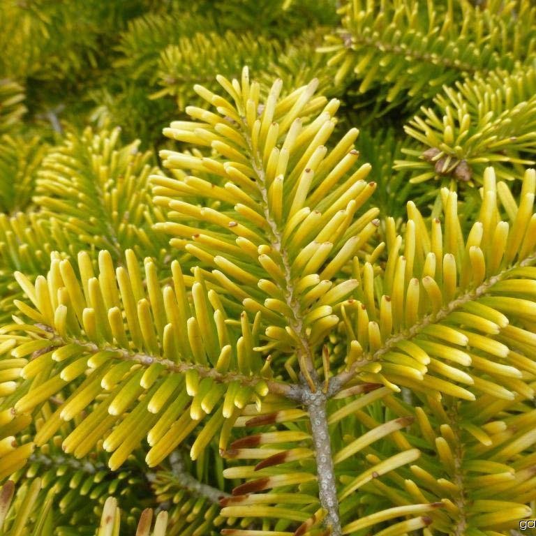 Brad Nordmann  Auriu Golden Spreader (Abies Nordmanniana aurea)