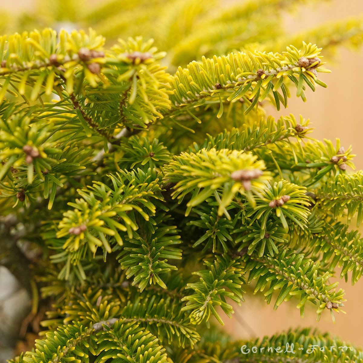 Brad Nordmann  Auriu Golden Spreader (Abies Nordmanniana aurea)