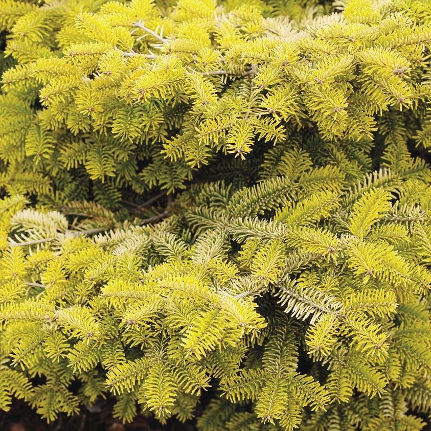 Brad Nordmann  Auriu Golden Spreader (Abies Nordmanniana aurea)