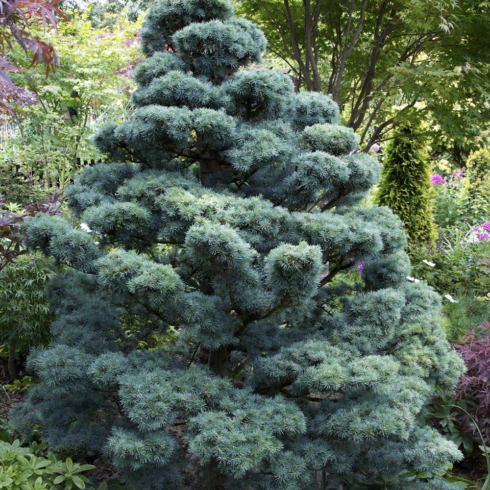 Cedru albastru Glauca Atlantica