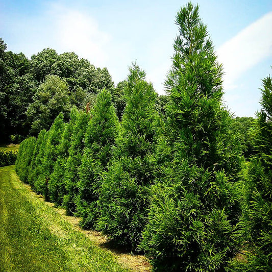 Cedru Japonez Kitayama (Cryptomeria)