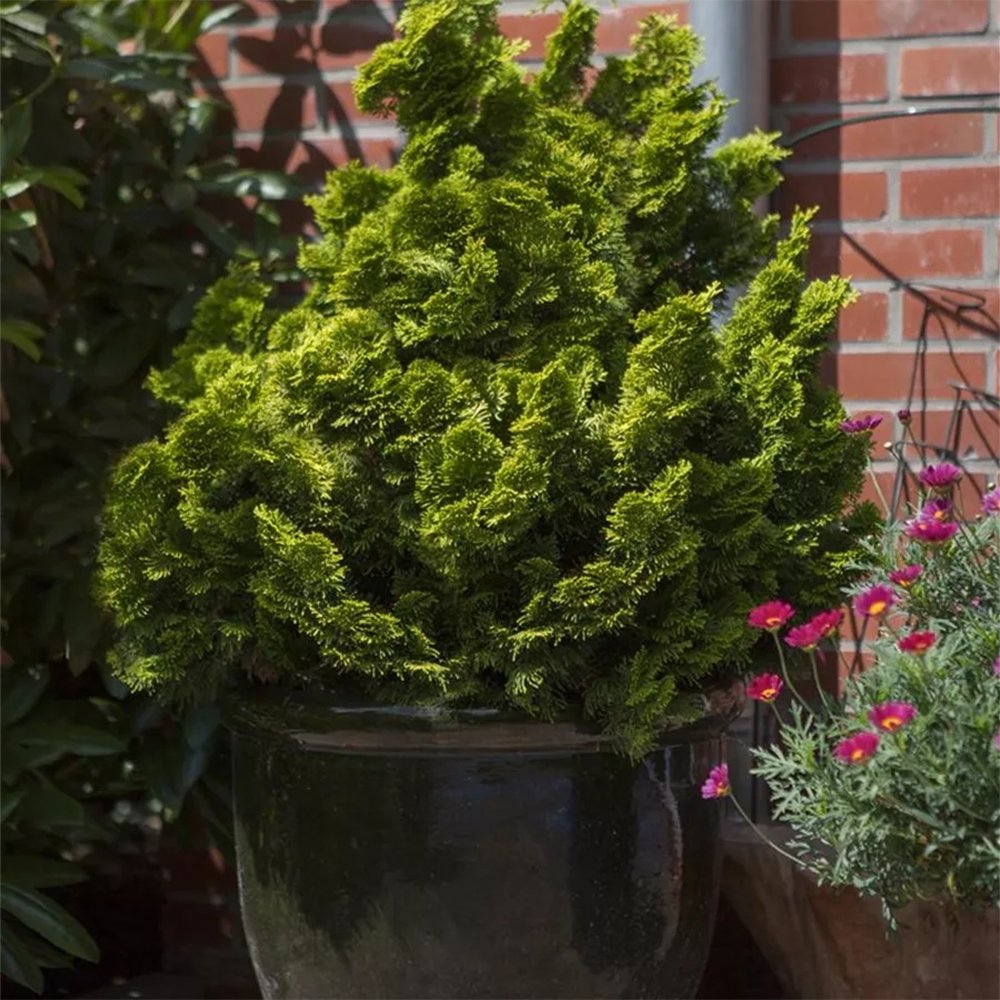 Chiparos Japonez auriu (Chamaecyparis Nana) Gracilis Aurea