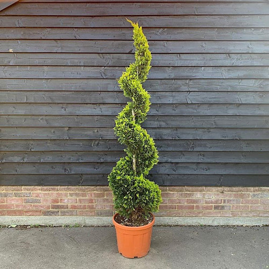 Chiparos Leylandii Castlewanian Gold, cu forma spirala