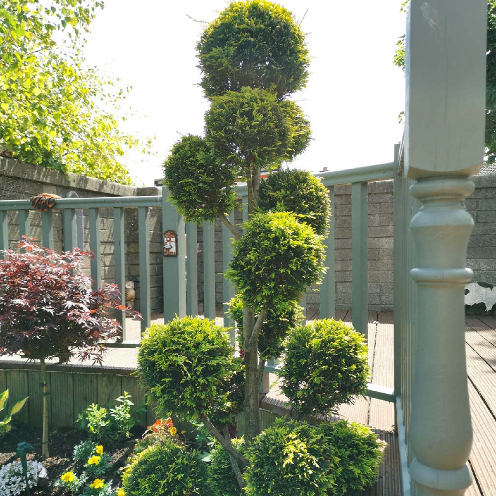 Chiparos Leylandii Castlewellan Gold Pom Pon