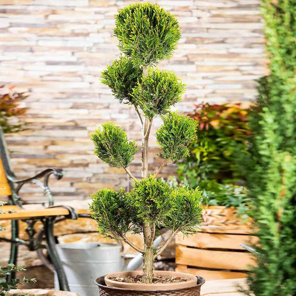 Chiparos Leylandii Castlewellan Gold Pom Pon