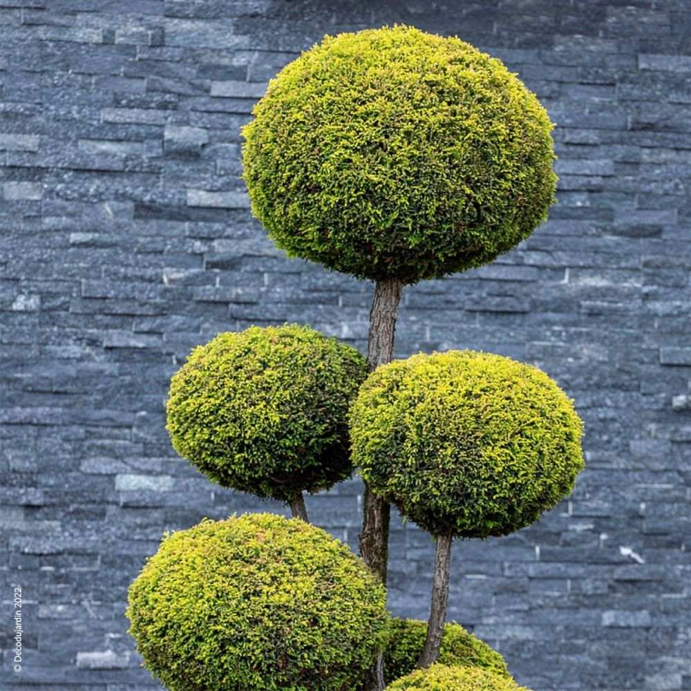 Chiparos Leylandii Castlewellan Gold Pom Pon