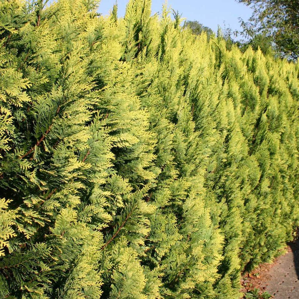 Chiparos Leylandii Gold Rider, gard viu vesnic verde