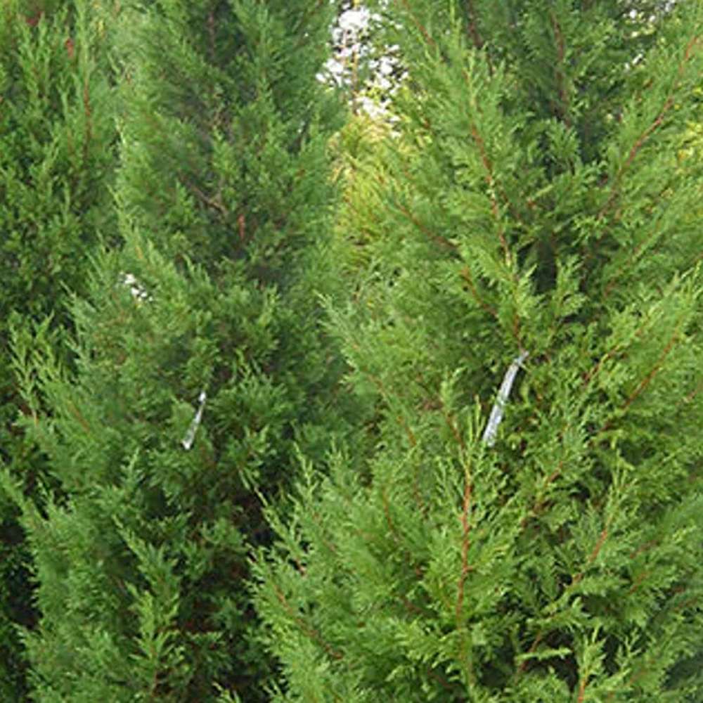 Chiparos Leylandii Pyramdialis