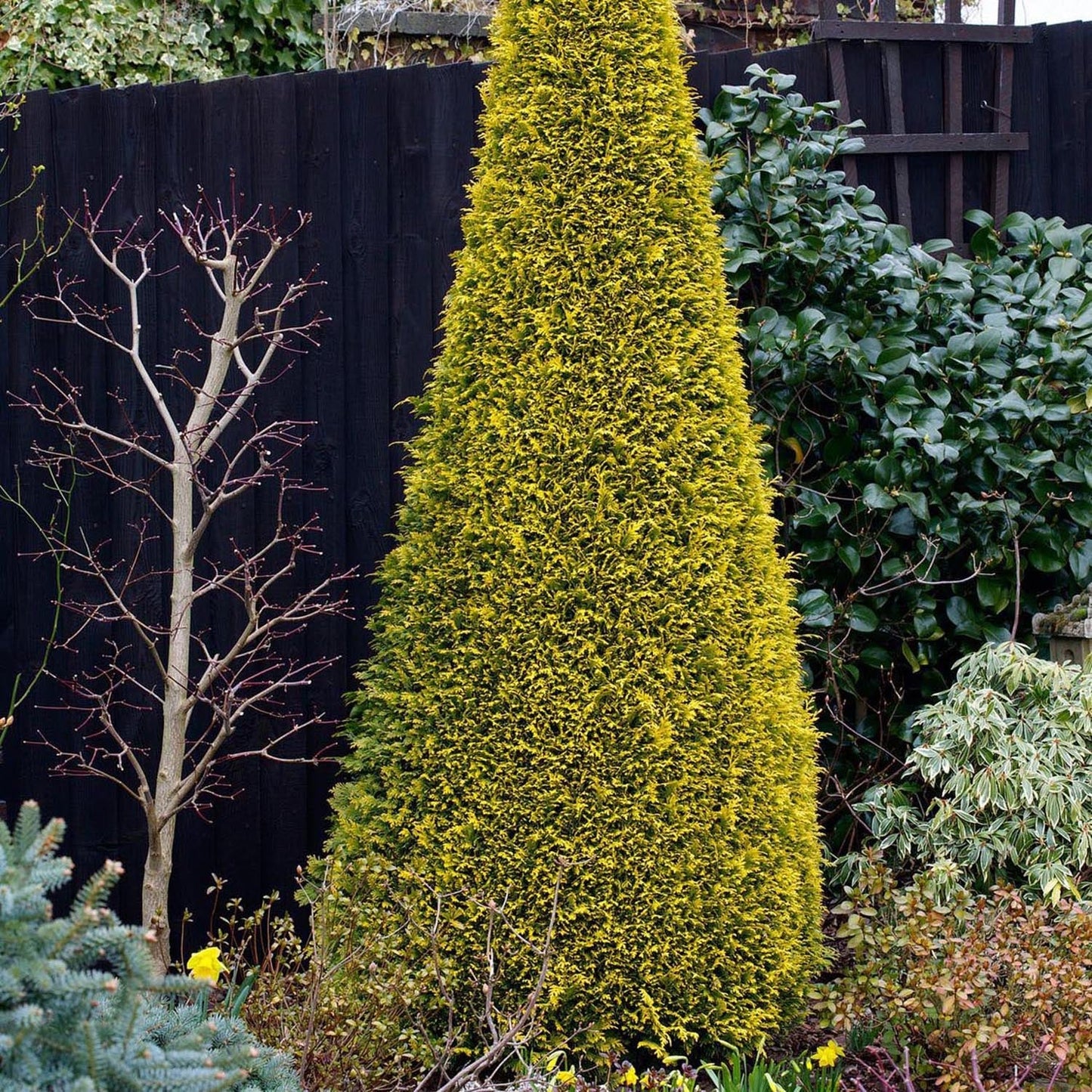 Chiparos verde-galbui Stardust