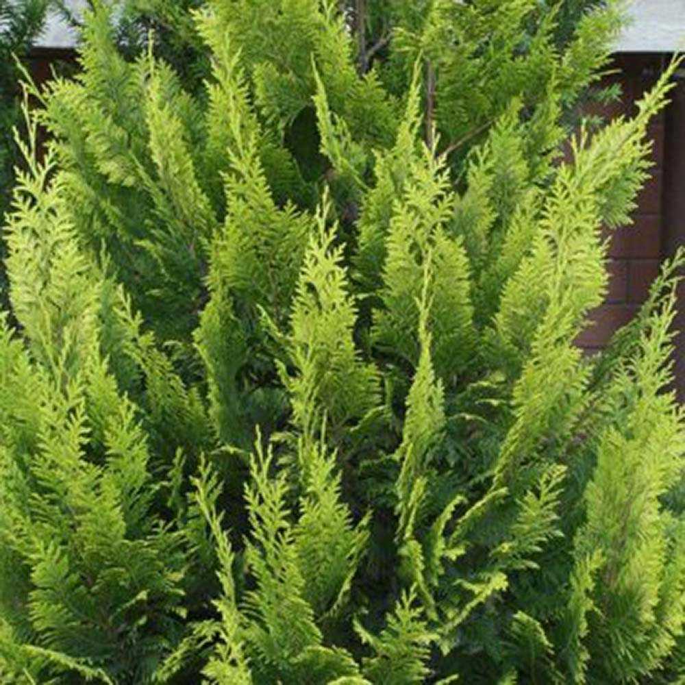 Chiparos verde-auriu Ellwoods Empire