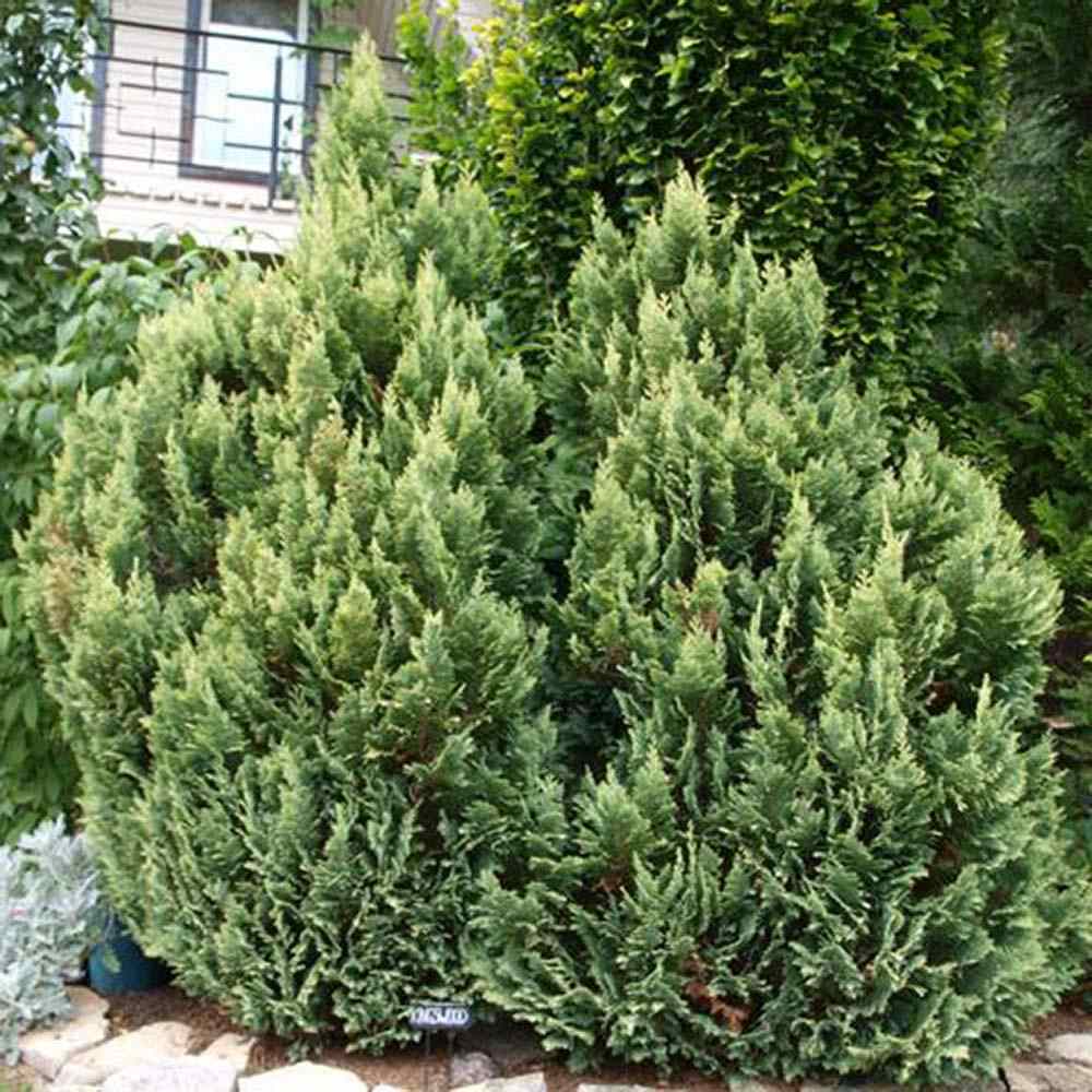 Chiparos verde-auriu Ellwoods Empire