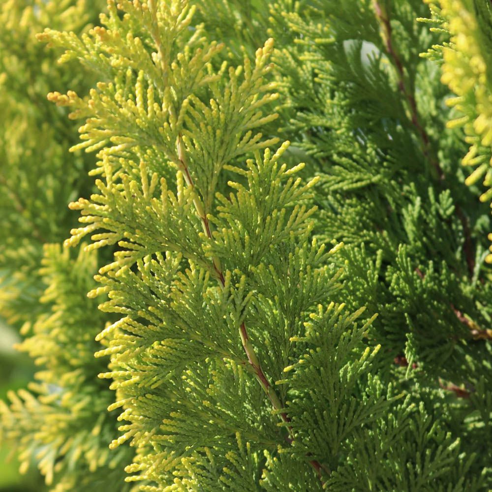 Chiparos verde-galbui Stardust