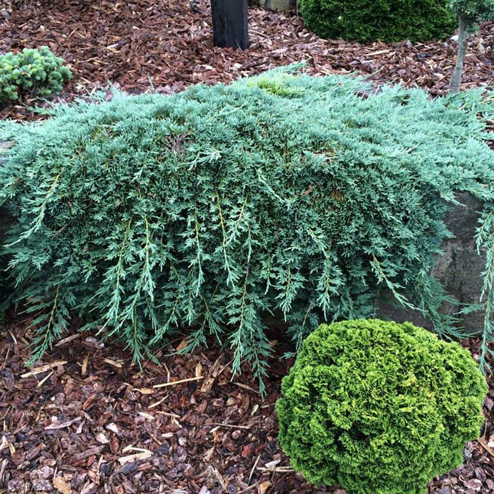 Ienupar tarator albastru-gheata Icee Blue