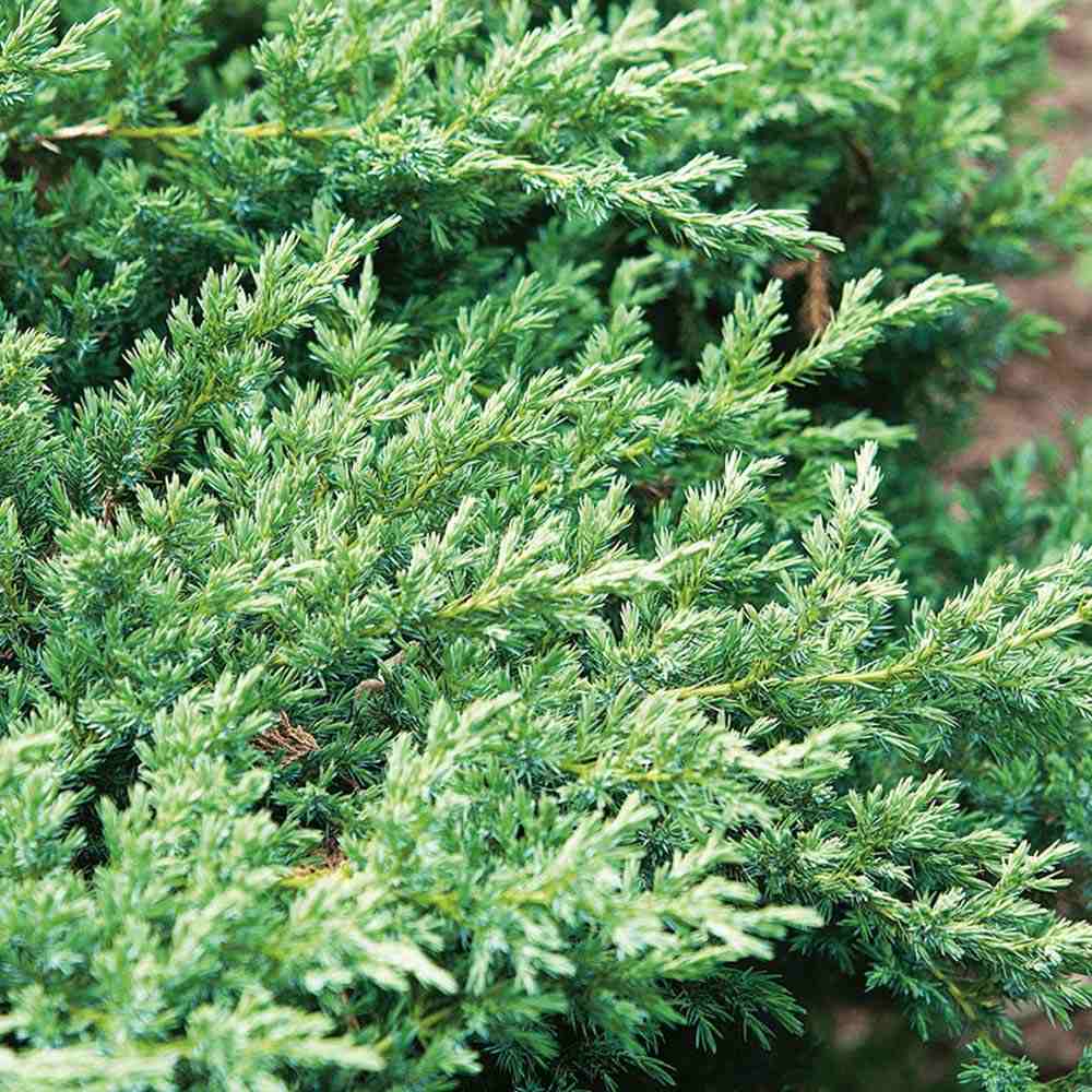 Ienupar tarator albastru-verde Blue Swede