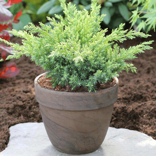 Ienupar tarator albastru-verde Blue Swede