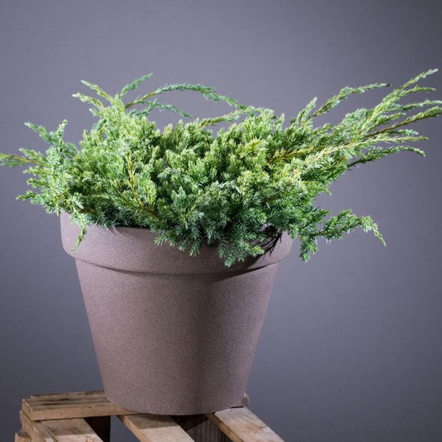 Ienupar tarator albastru-argintiu Blue Carpet