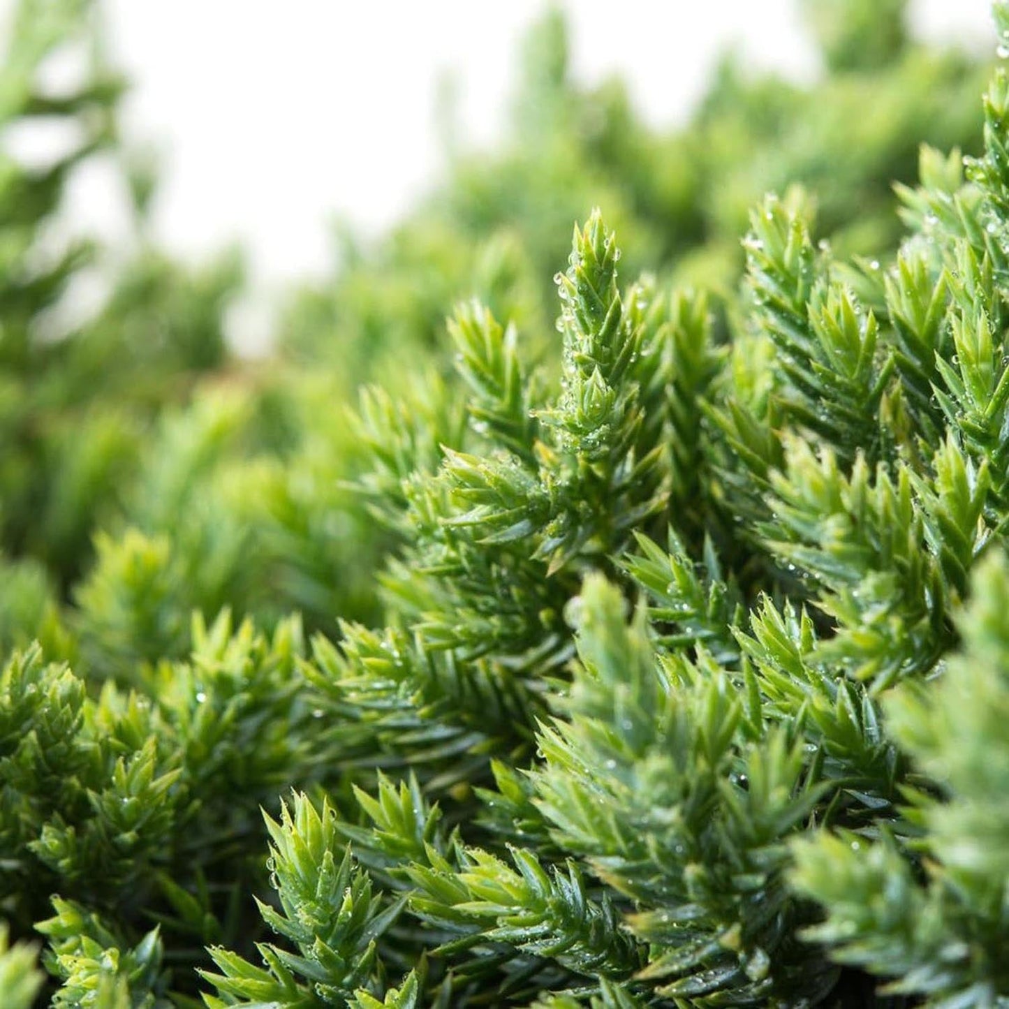 Ienupar tarator chinezesc verde-deschis Holger