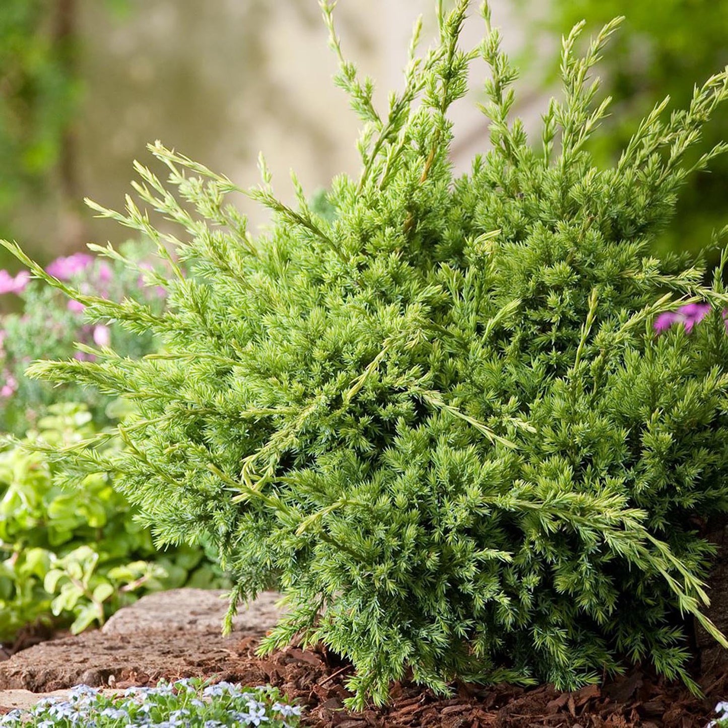 Ienupar tarator chinezesc verde-deschis Holger