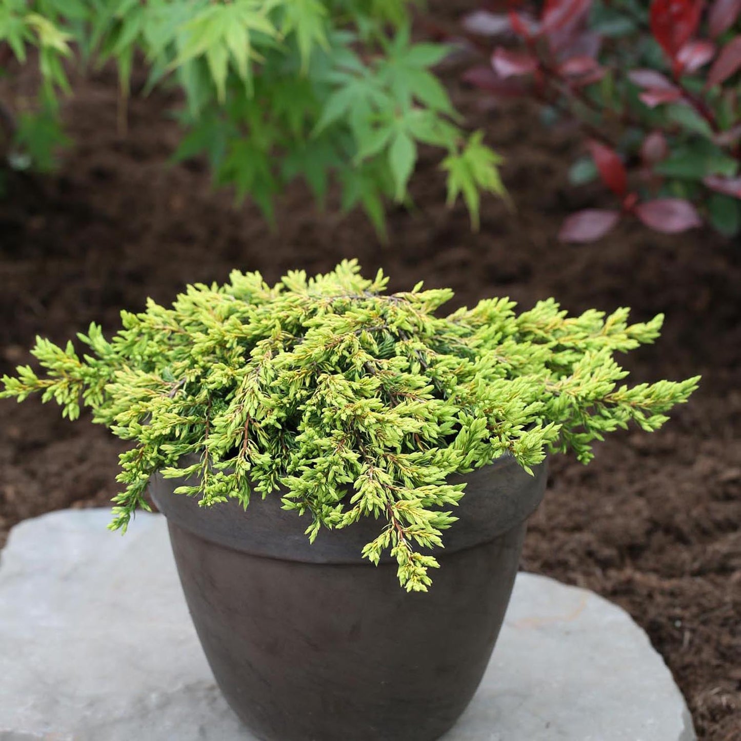 Ienupar tarator auriu Goldschatz