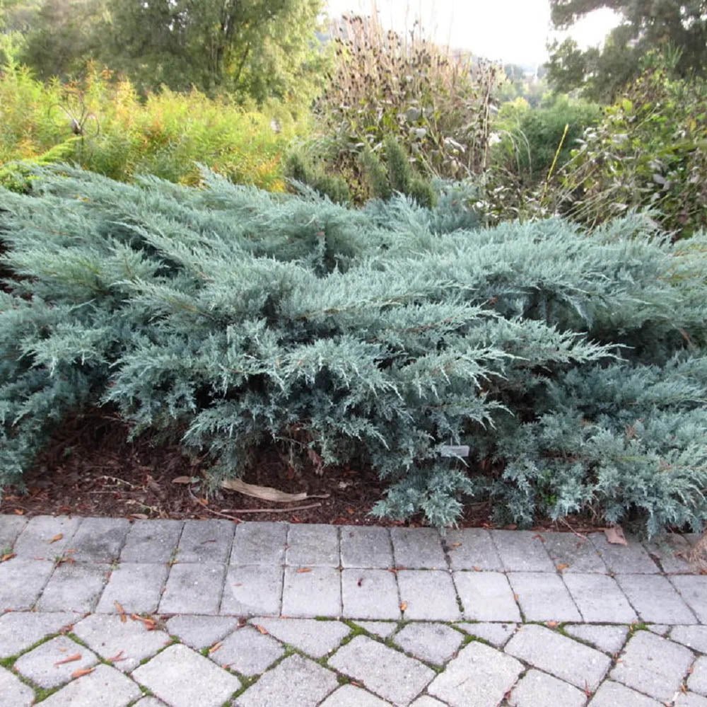 Ienupar de Virginia tarator argintiu-verzui Grey Owl