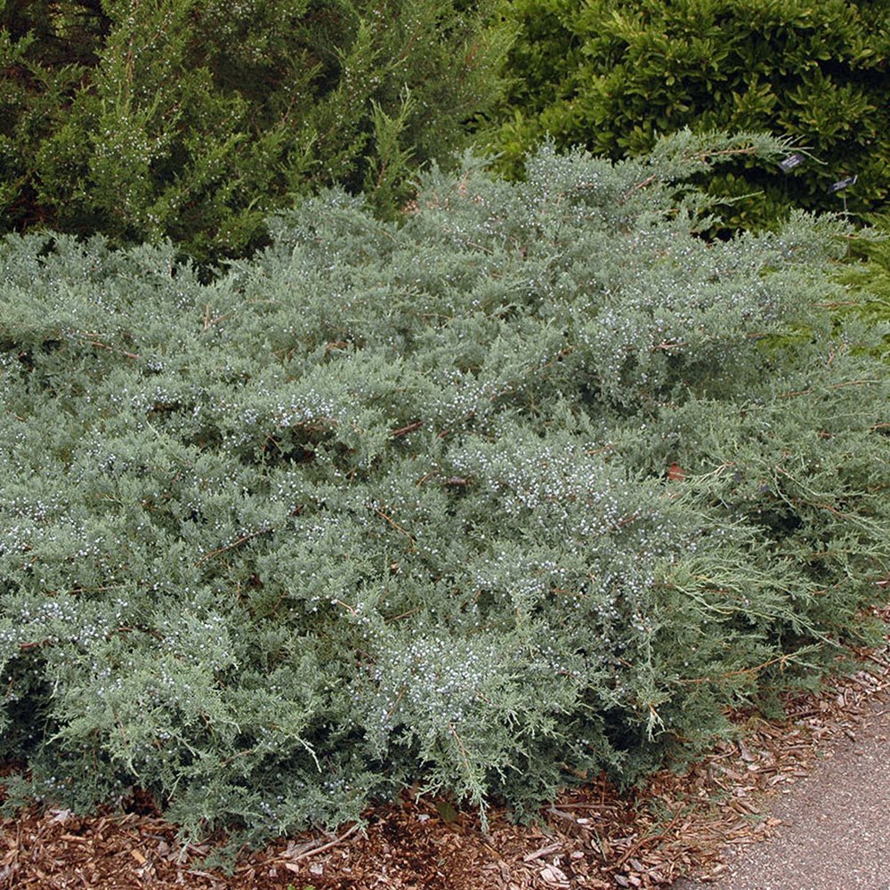 Ienupar de Virginia tarator argintiu-verzui Grey Owl