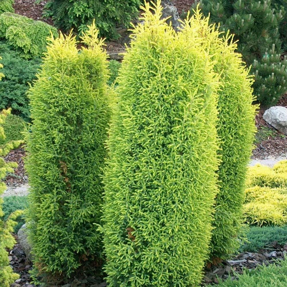 Ienupar columnar auriu Gold Cone