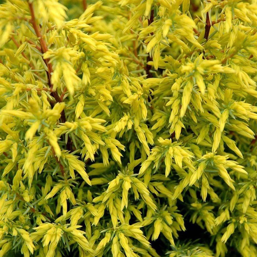 Ienupar columnar auriu Gold Cone