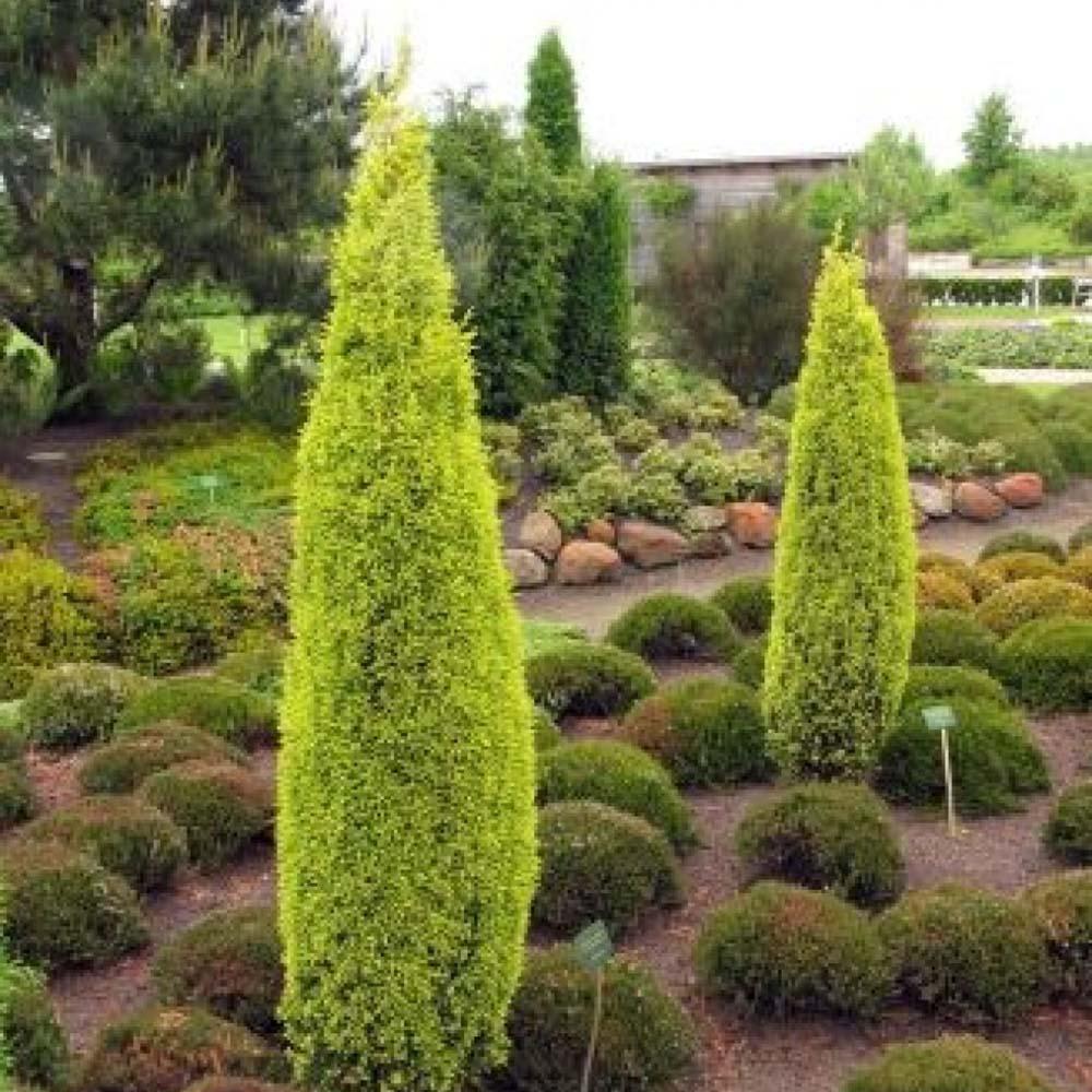 Ienupar columnar auriu Gold Cone