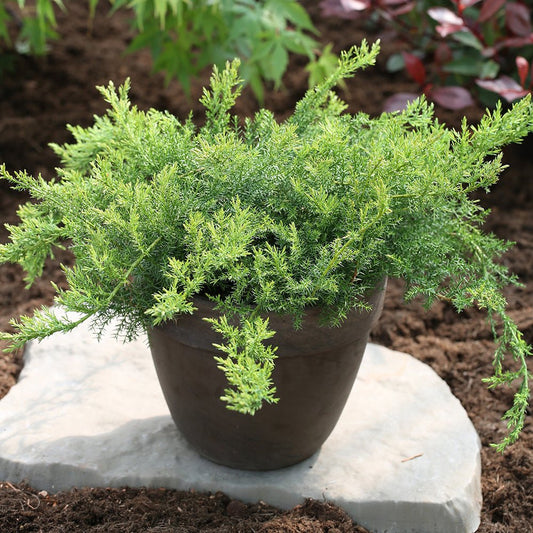 Ienupar tarator verde-argintiu Leningrad