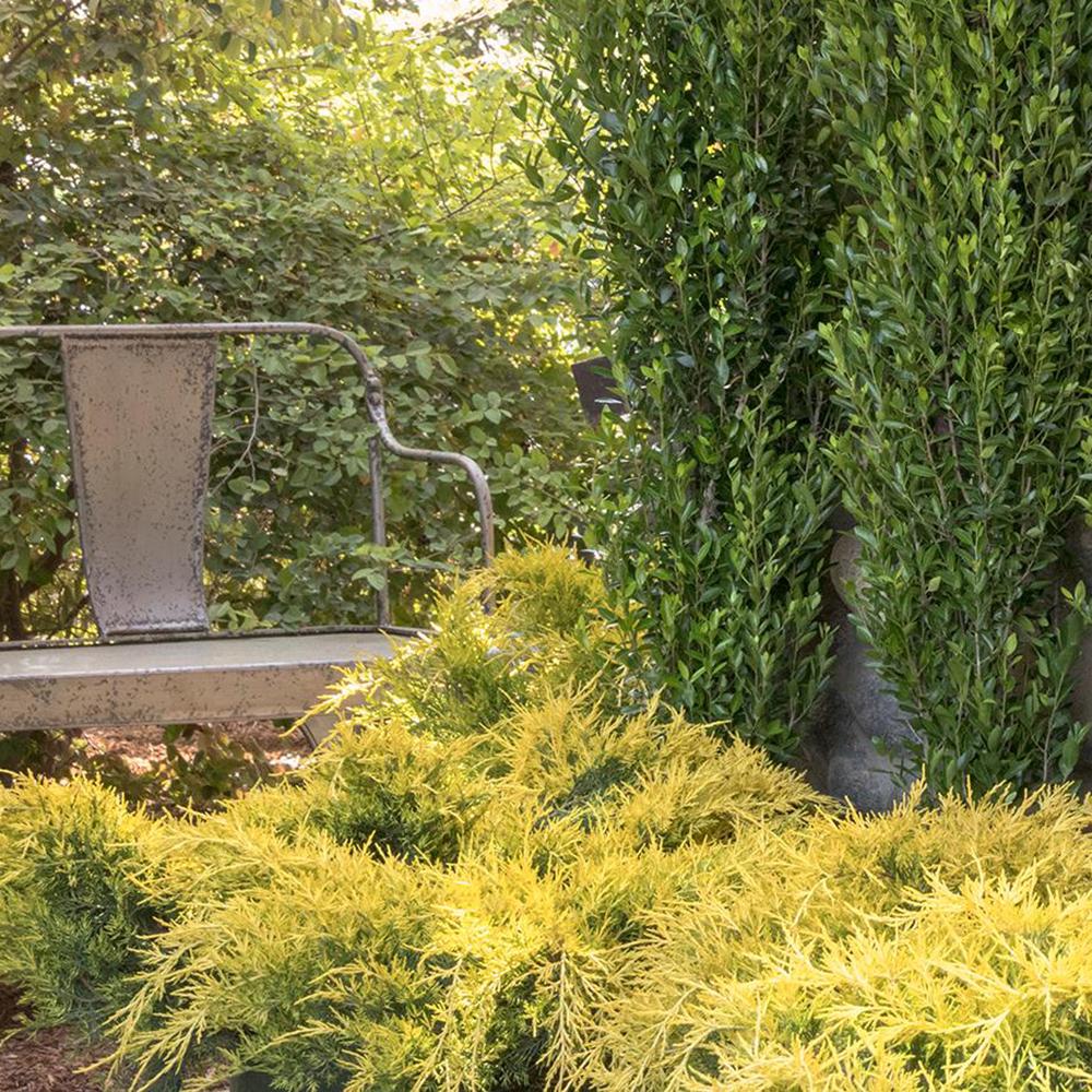 Ienupar Pfitzeriana galben Aurea