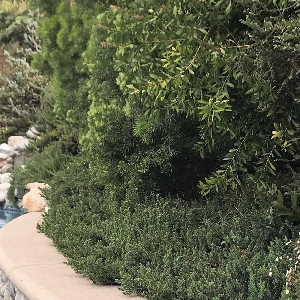 Ienupar tarator albastru-inchis Blue Pacific