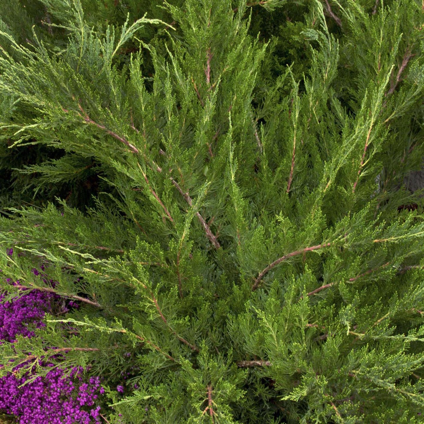 Ienupar tarator verde Mint Julep