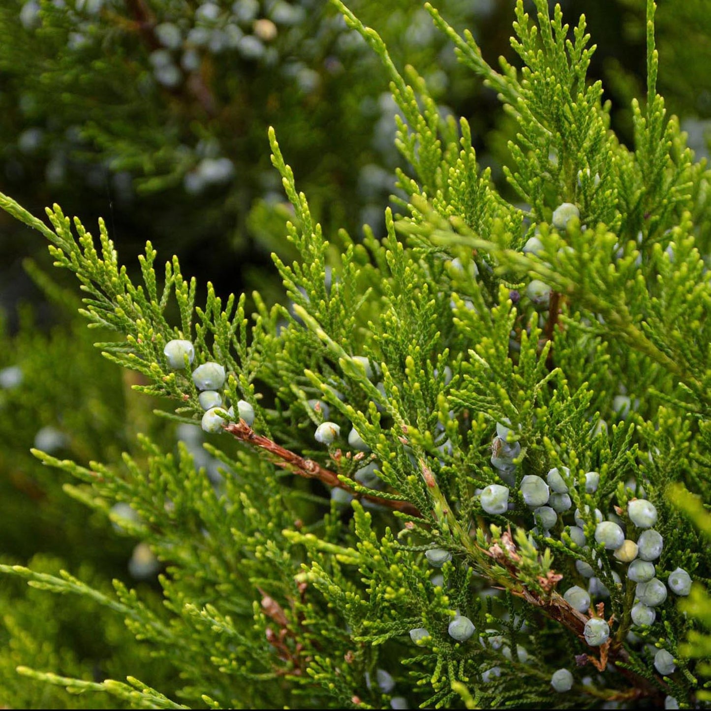 Ienupar tarator verde Mint Julep