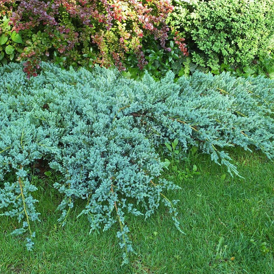 Ienupar tarator albastru-argintiu Blue Carpet