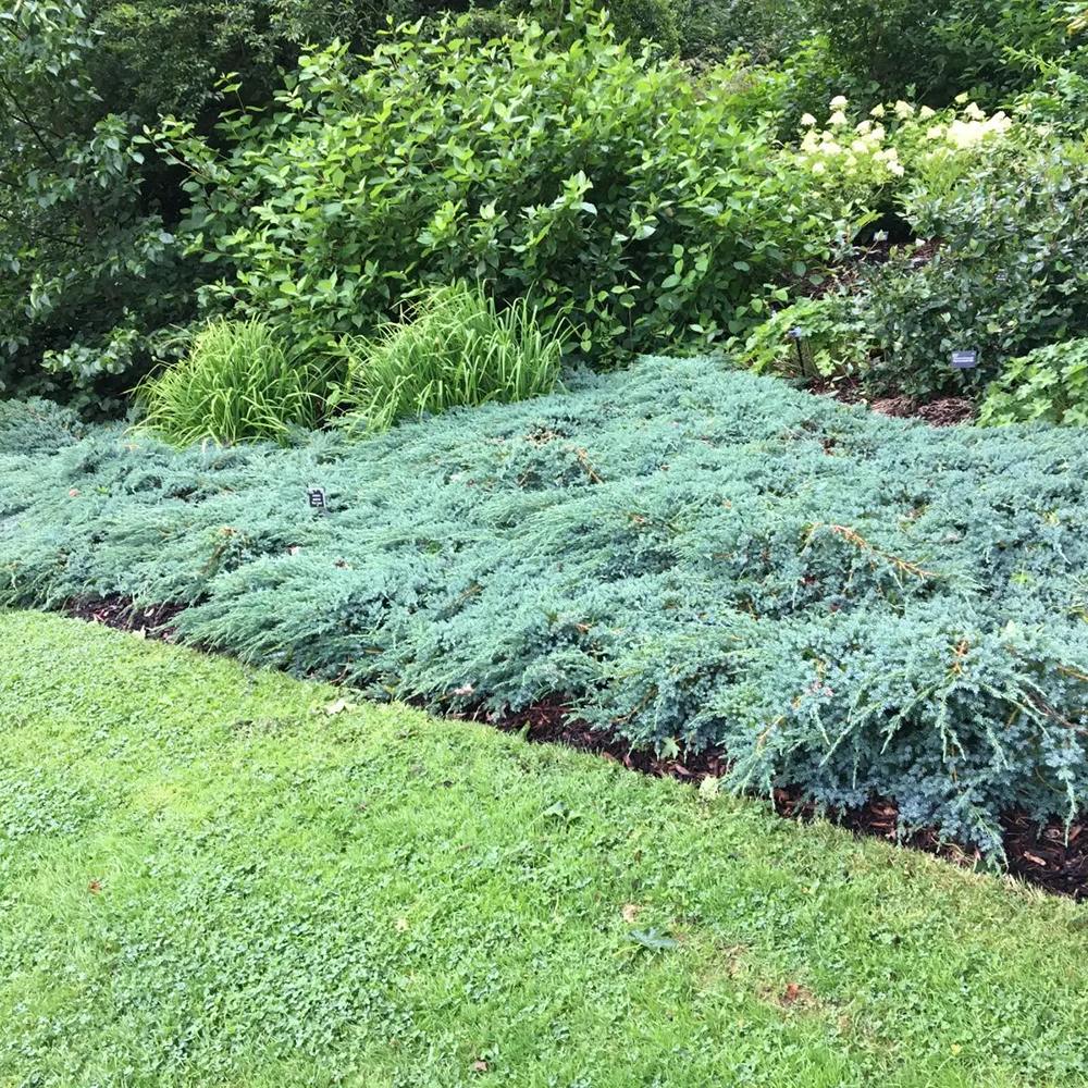 Ienupar tarator albastru-argintiu Blue Carpet