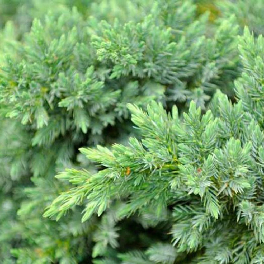 Ienupar tarator albastru-inchis Blue Pacific