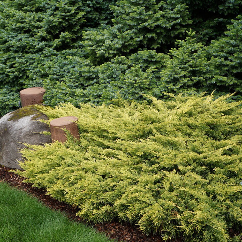 Ienupar Tarator auriu Limeglow