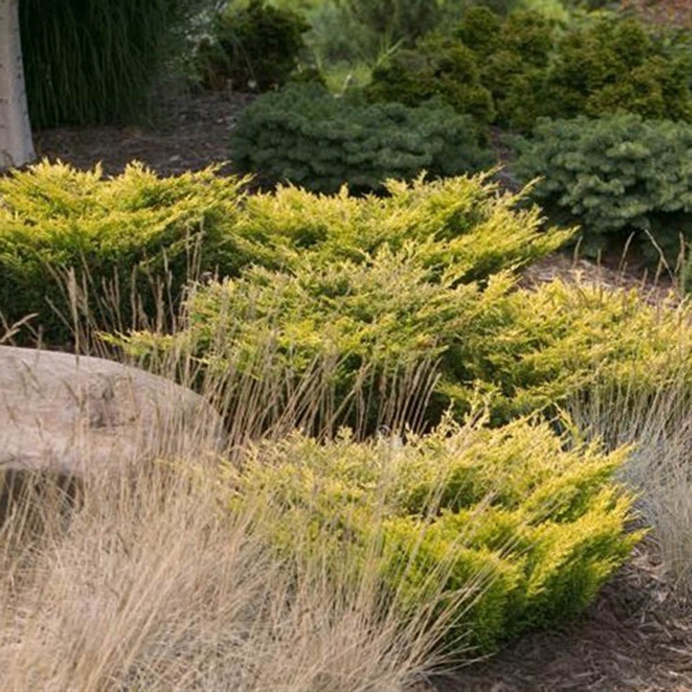 Ienupar Tarator auriu Limeglow