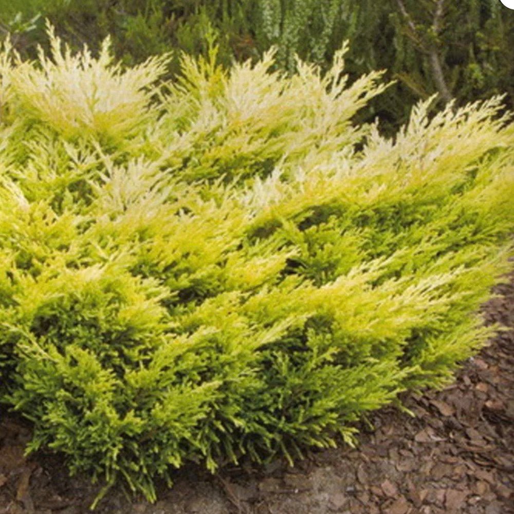 Ienupar Tarator auriu Limeglow