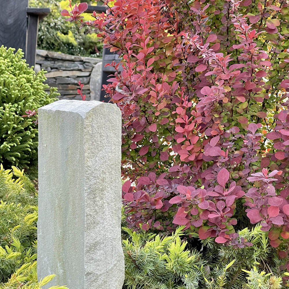 Ienupar tarator galben Gold Star