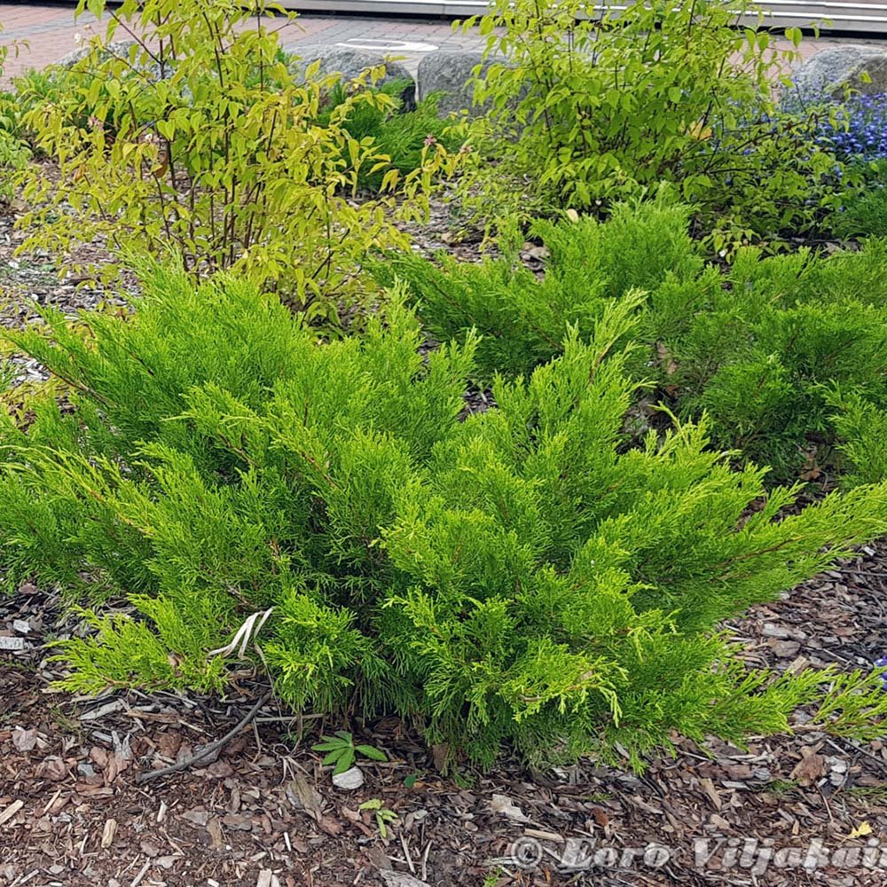 Ienupar tarator verde Mint Julep