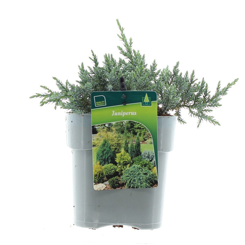 Ienupar tarator albastru Tropical Blue