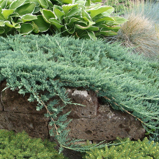 Ienupar tarator albastru-intens Wiltonii