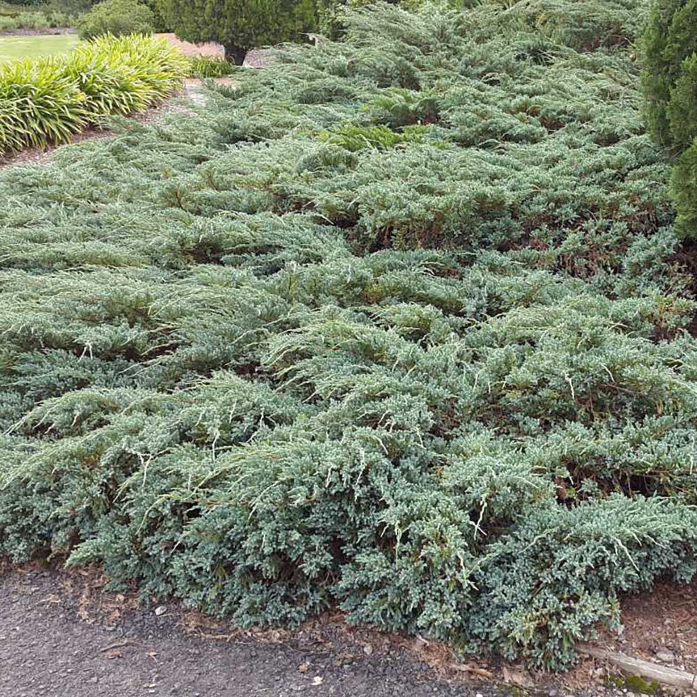 Ienupar tarator albastru-intens Wiltonii