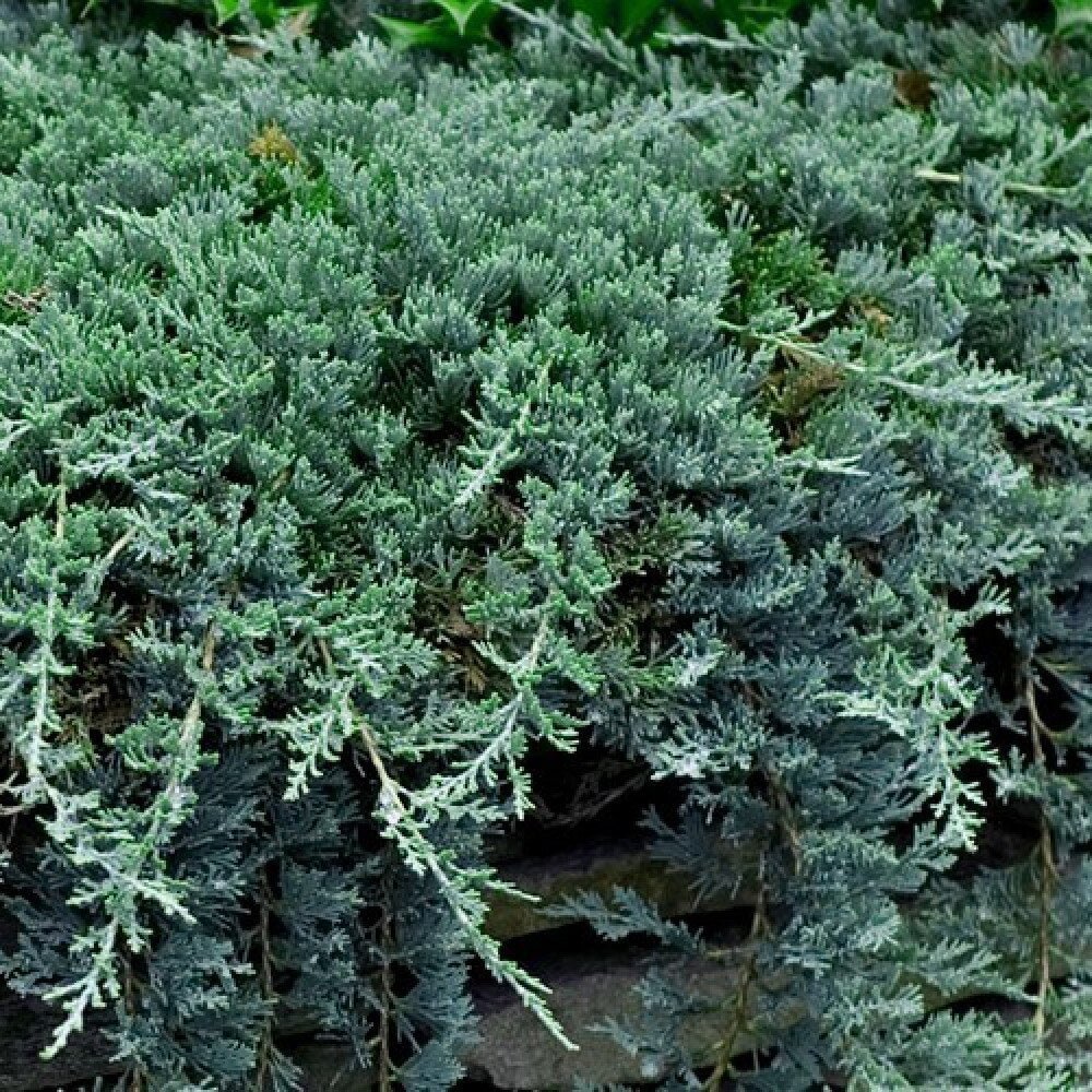 Ienupar tarator albastru-intens Wiltonii