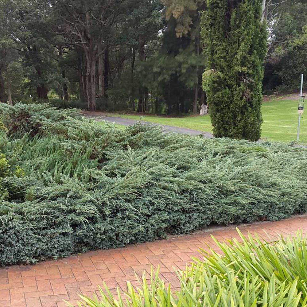 Ienupar tarator albastru-intens Wiltonii