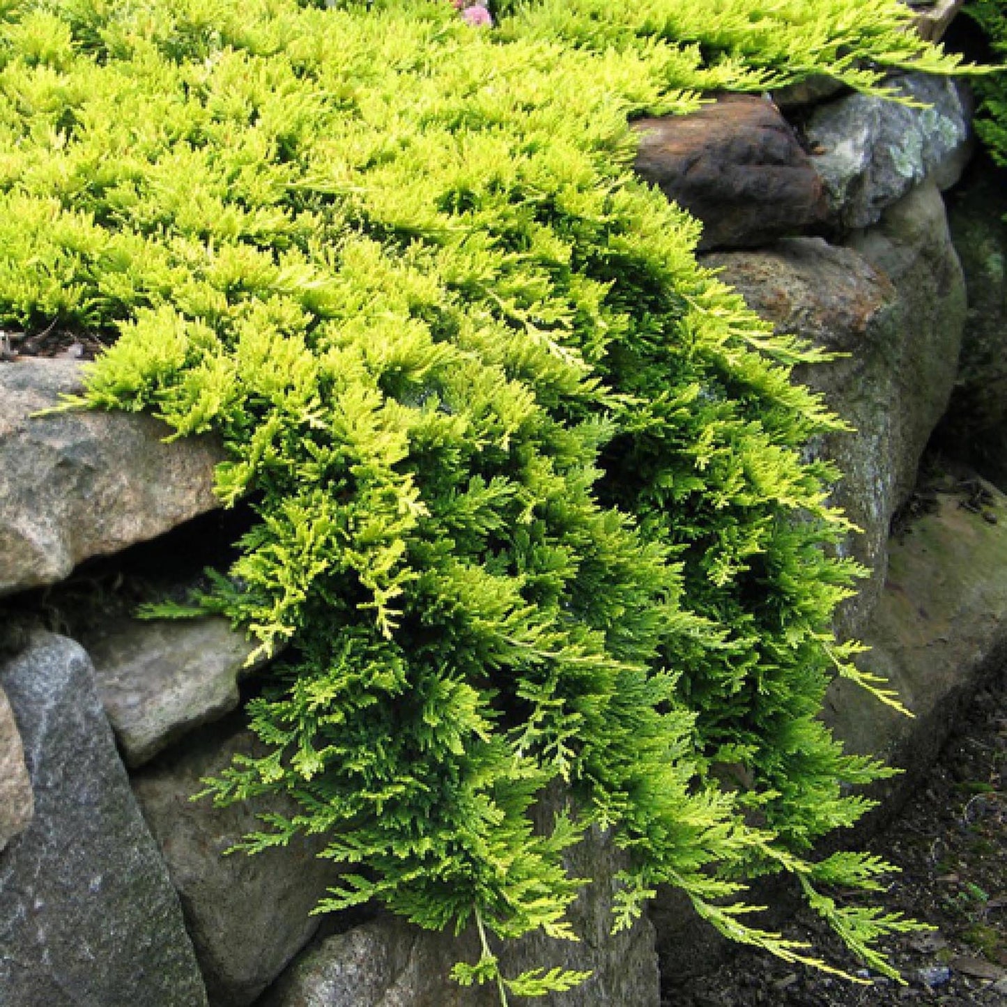 Ienupar Tarator galben Lemon Carpet