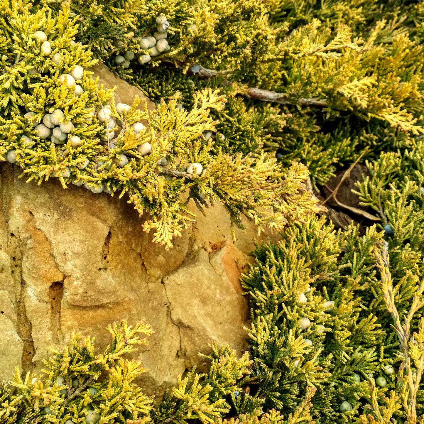 Ienupar Tarator galben Lemon Carpet